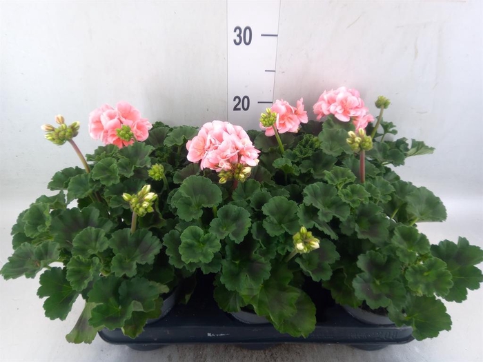 <h4>Pelargonium zona.   ...F1</h4>