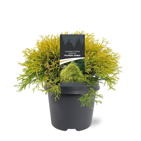 <h4>Chamaecyparis pis. 'Filifera Aurea'</h4>