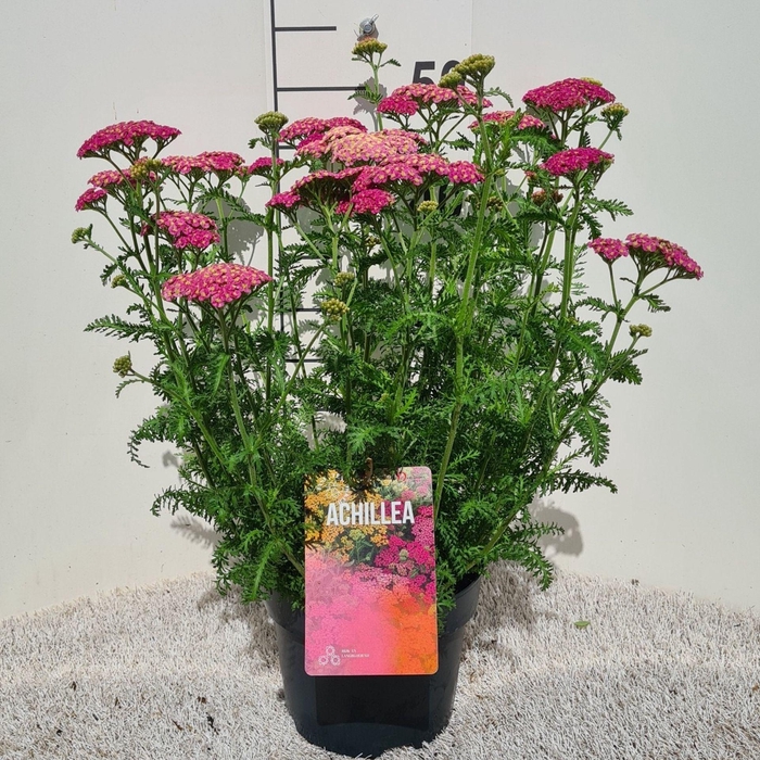 <h4>Achillea millefolium</h4>
