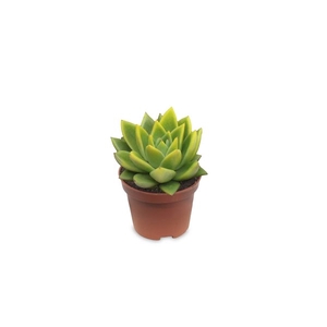 Echeveria coloured festival yellow