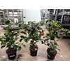 Camellia Mix 15+