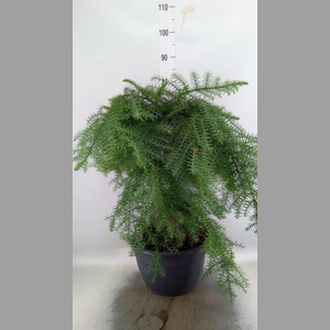 Araucaria   ...