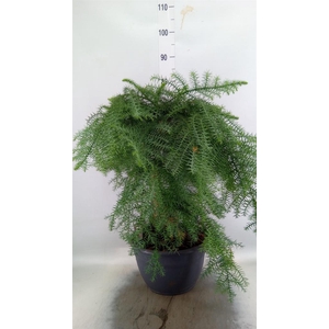 Araucaria   ...