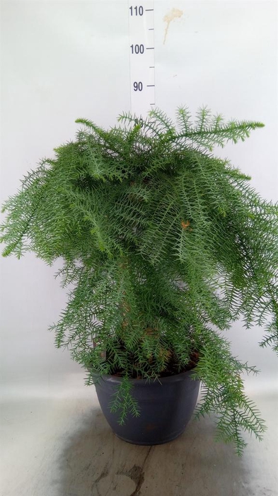 <h4>Araucaria   ...</h4>