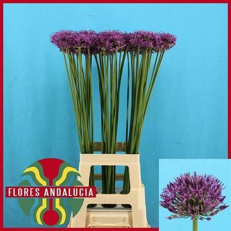 <h4>Allium Gladiator</h4>