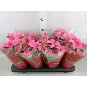 Euphorbia pulc. 'Princ Pink'