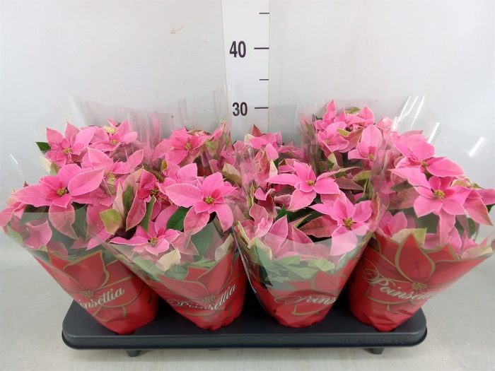 <h4>Euphorbia pulc. 'Princ Pink'</h4>