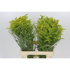 Solidago Golden Glory