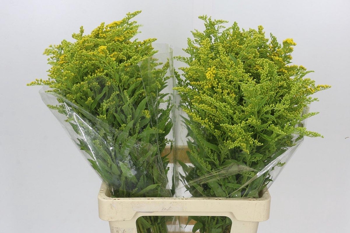 <h4>Solidago Golden Glory</h4>