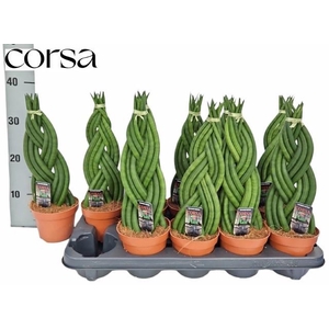 SANSEV TRIFASCIA  OV