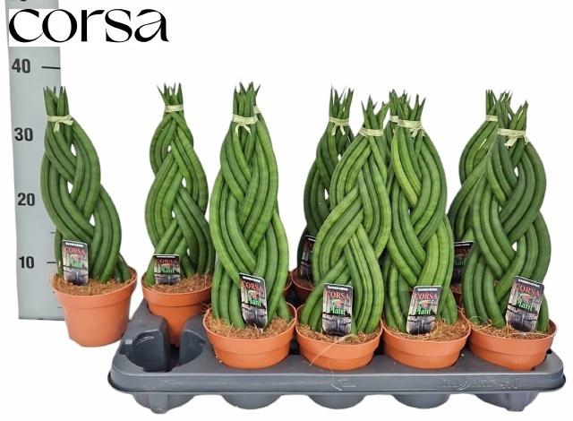 <h4>SANSEV TRIFASCIA OV</h4>