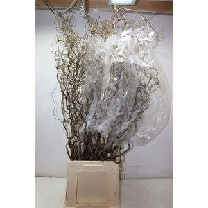 Coryl Av Contorta 120 Cm