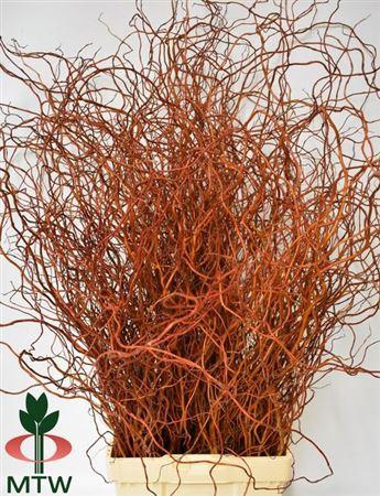 <h4>Salix Ov Bs</h4>