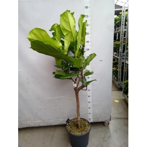 Ficus lyrata