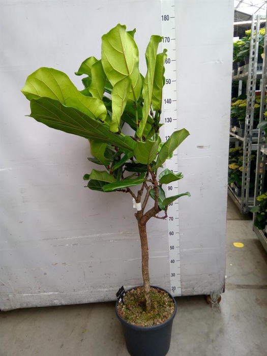 <h4>Ficus lyrata</h4>