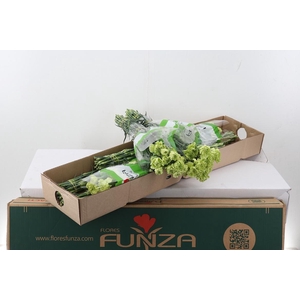 Di St Marty/ donker groen 60cm Box