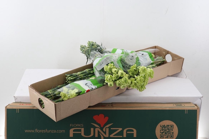 <h4>Di St Marty/ donker groen 60cm Box</h4>