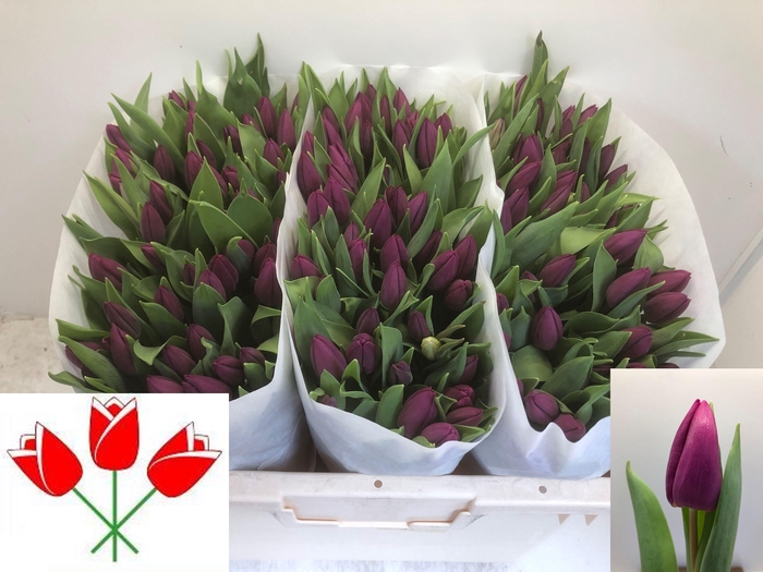 <h4>TU EN PURPLE PRINCE</h4>