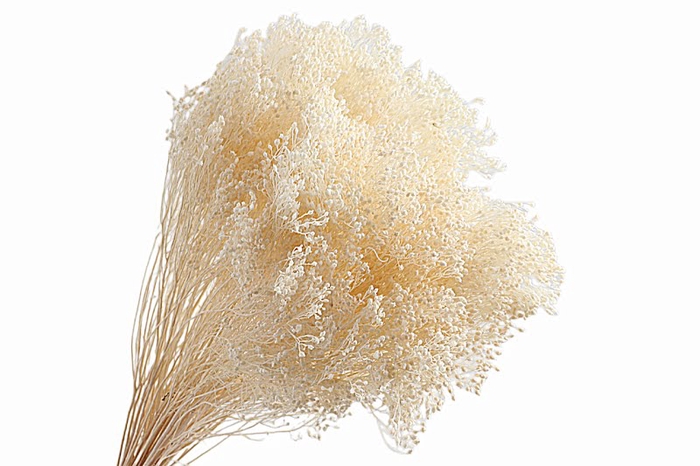 Broom Bloom Preserved White Bleached