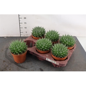 Aloe 12 Cm. P. Magic