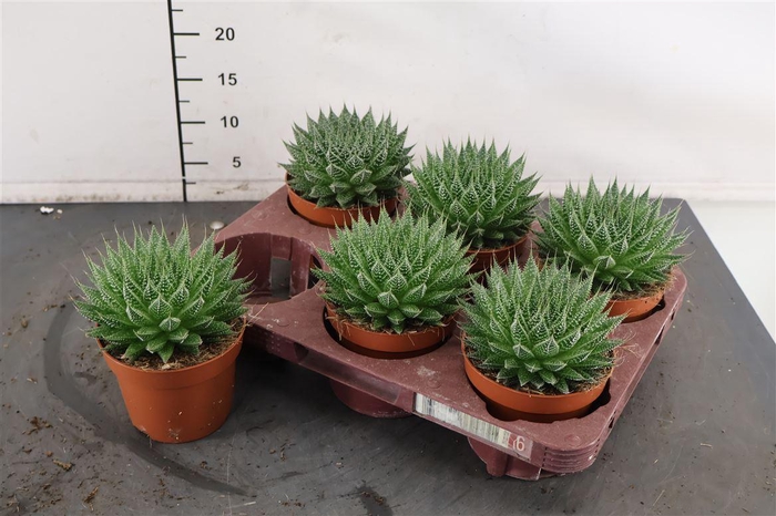 <h4>Aloe 12 Cm. P. Magic</h4>