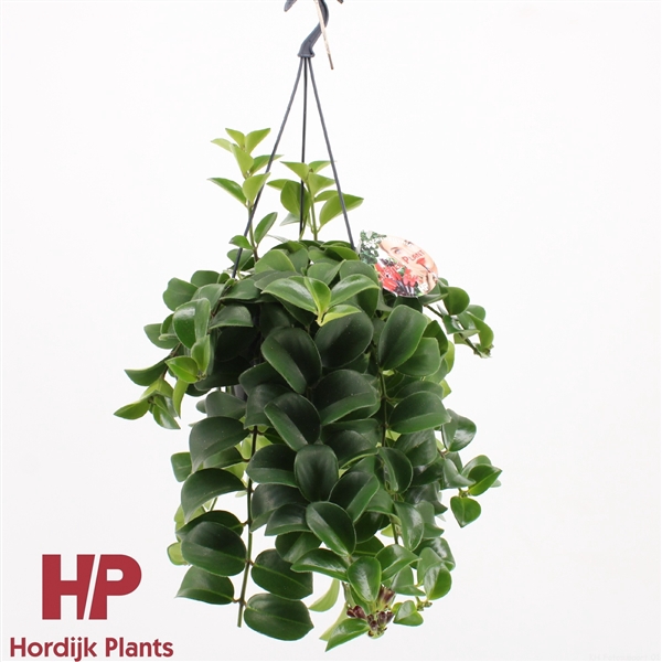 <h4>Aeschynanthus 'Mona Lisa'</h4>