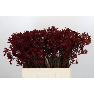 Kangaroo Paw Bush Ruby