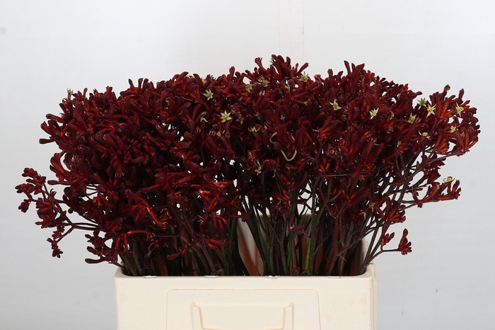 Kangaroo Paw Bush Ruby