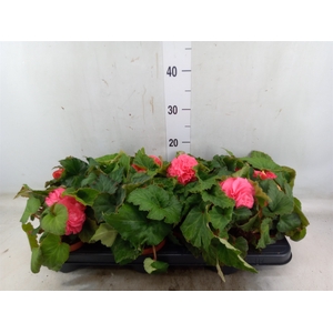 Begonia tuber.   ...