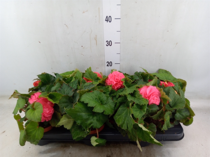 <h4>Begonia tuber.   ...</h4>