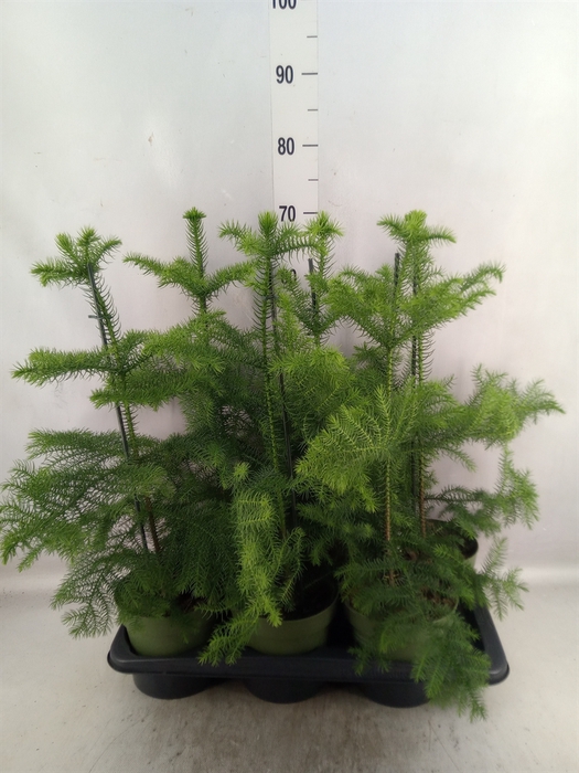 <h4>Araucaria heterophylla</h4>