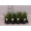 Allium ursinum (Daslook)