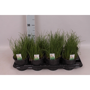Kruiden I Allium schoenoprasum ( Bieslook )