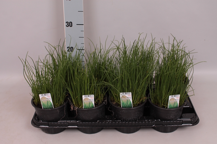 Allium ursinum (Daslook)
