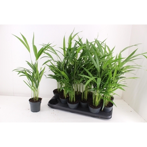 DYPSIS LUTESCENS