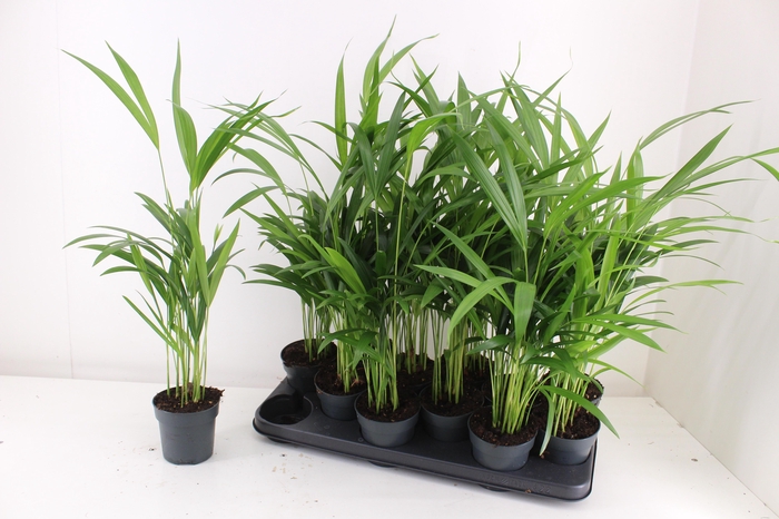 <h4>DYPSIS LUTESCENS</h4>