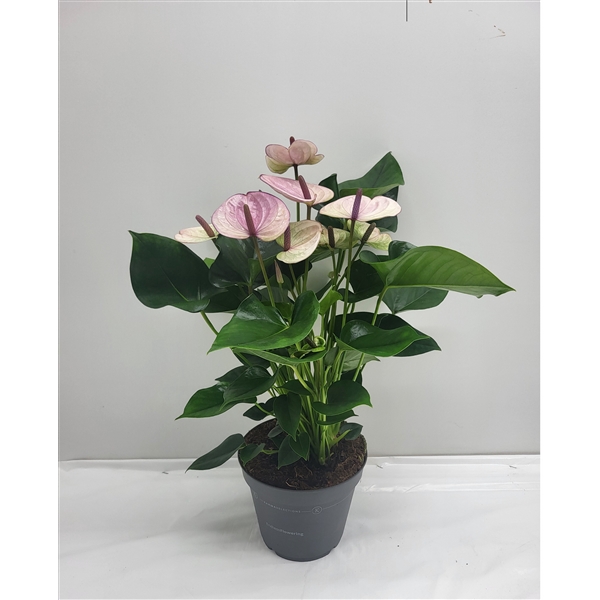 <h4>Mimesis Anthurium KARMA Laguna - 17cm</h4>