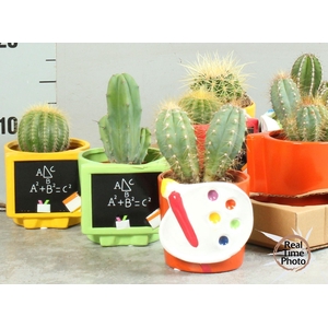 CACTUS OV