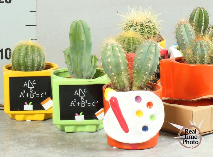 CACTUS OV