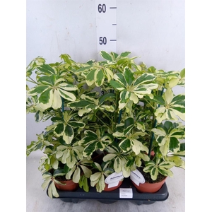 Schefflera arbor. 'Gerda'