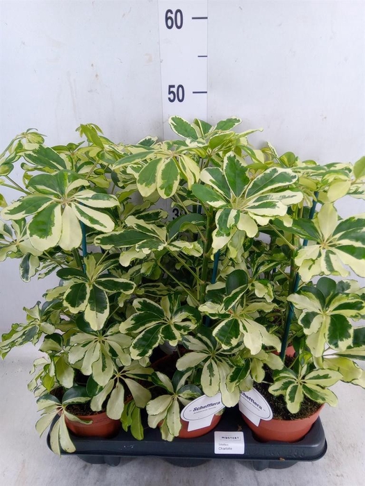 <h4>Schefflera arbor. 'Gerda'</h4>