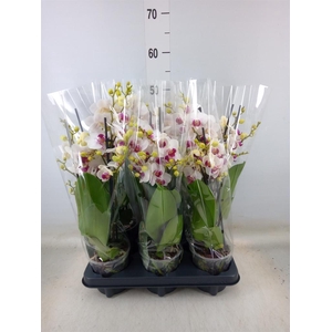 Phalaenopsis multi. 'FC Safe Haven'