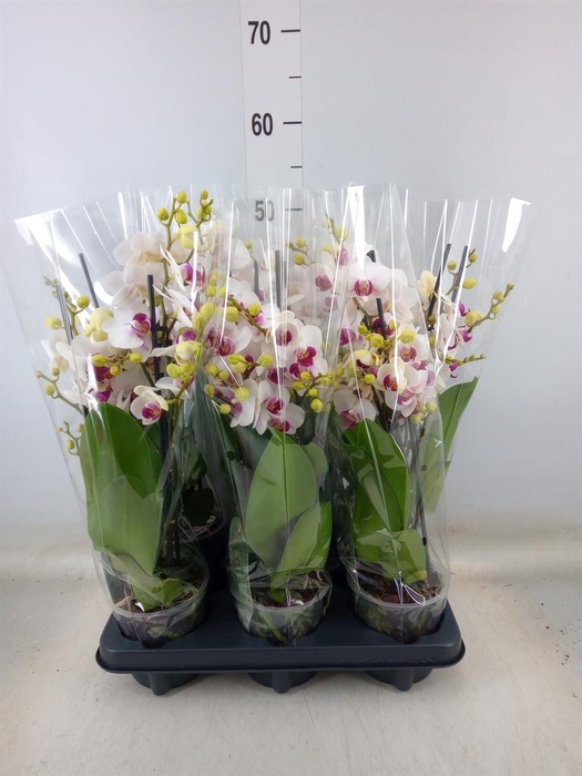 <h4>Phalaenopsis multi. 'FC Safe Haven'</h4>