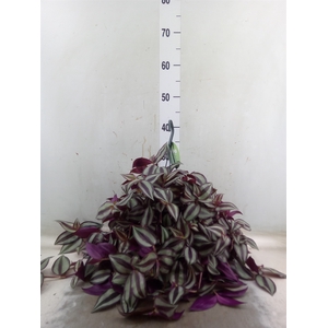Tradescantia   ...