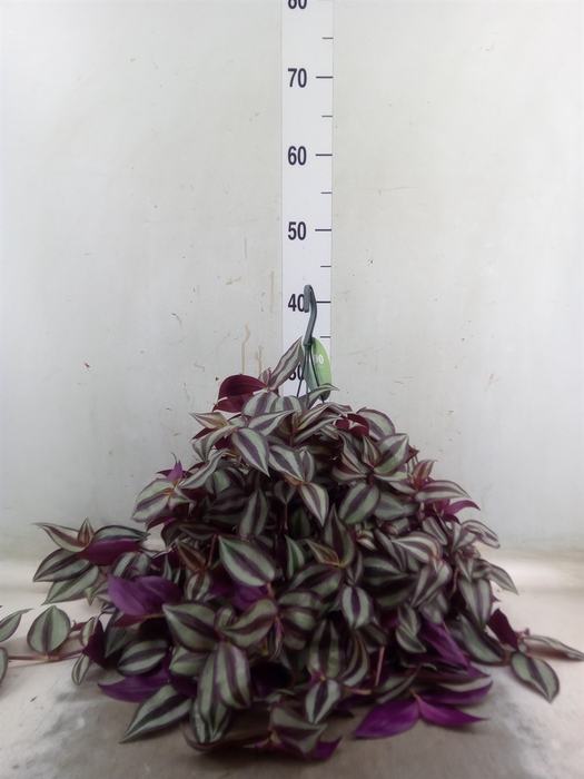 <h4>Tradescantia   ...</h4>