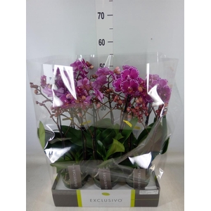 Phalaenopsis multi.   ...lilac