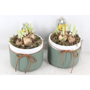 arr4 Narcis PL - Nopjes pot met strik 250/6