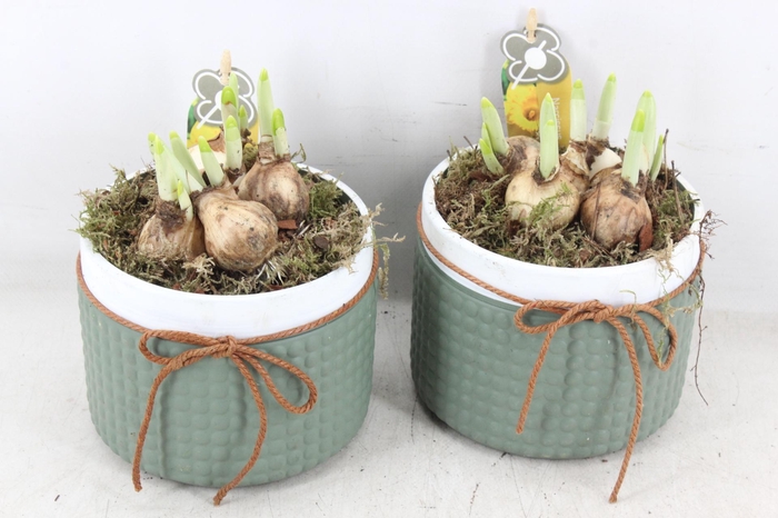 <h4>arr4 Narcis PL - Nopjes pot met strik 250/6</h4>