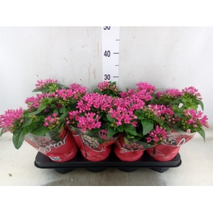 Bouvardia  'Amora Beja'
