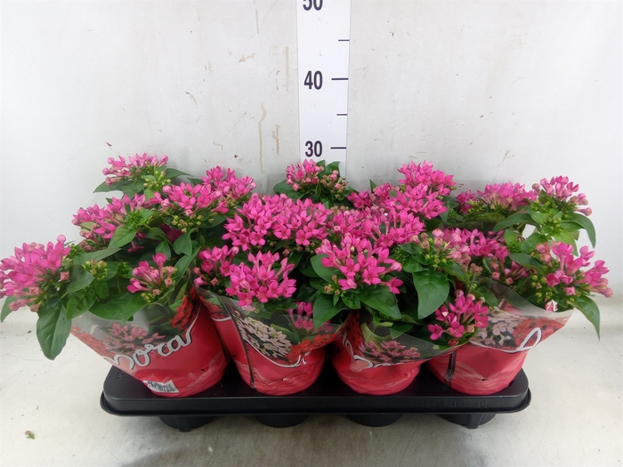 <h4>Bouvardia  'Amora Beja'</h4>